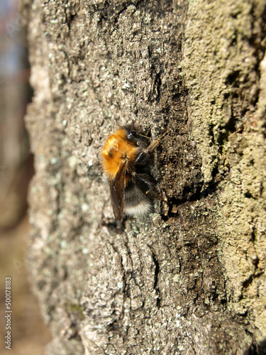 A sleepy bumblebee basks on the trunk of a tree
