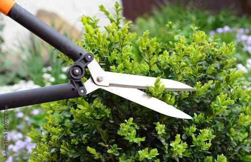 Fotografering Gardener cutting buxus, boxwood shrubs with hedge shears in the garden