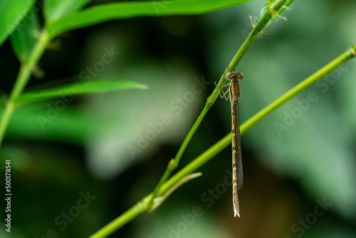 Macro of Siberian Winter Damsel (Sympecma paedisca). Damselfly sits on a green bamboo stalk. Beautiful dragonfly Sympecma Paedisca with transparent wings. Close-up of insects in wild.