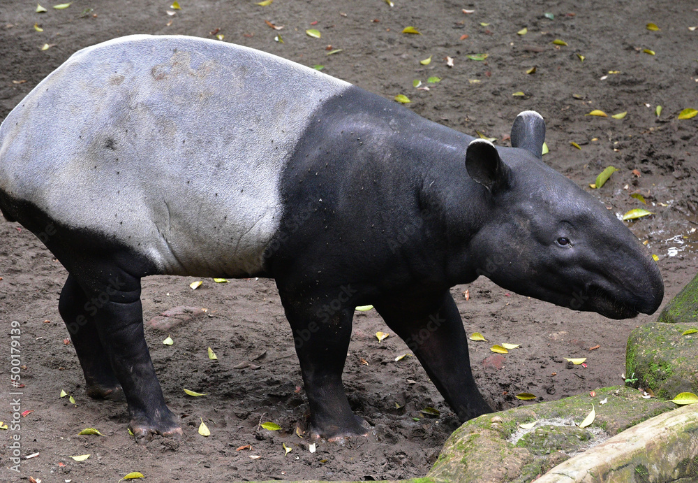 Close up of the Asian Tapir, Tapirus indicus Close up of the Asian Tapir, Tapirus indicus