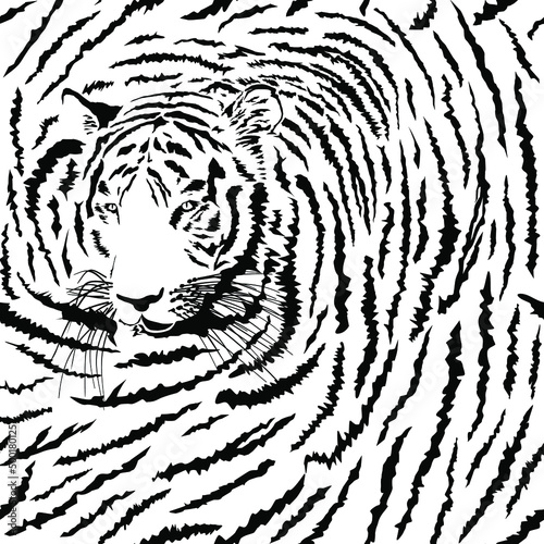 Fototapeta Naklejka Na Ścianę i Meble -  Seamless background Tiger, Latin Panthera tigris tigris