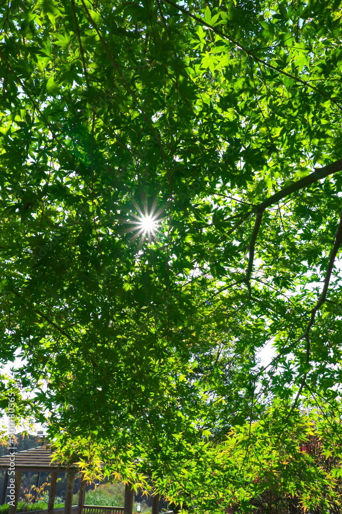 公園　木漏れ日