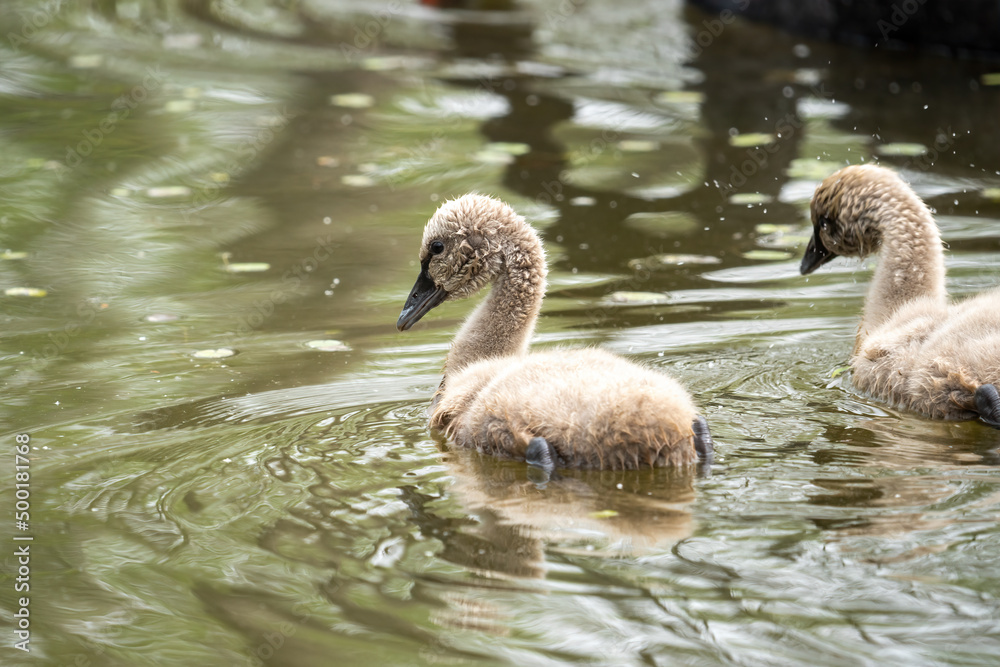 Close-up of a baby black swan swimming in a beautiful pond Close-up of a baby black swan swimming in a beautiful pond