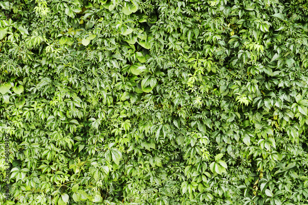 Climber plant background. Creeper plant texture. Gedge bush pattern. Natural summer wall. Home outdoor decoration. Green leaves texture. Climber plant background. Creeper plant texture. Gedge bush pattern. Natural summer wall. Home outdoor decoration. Green leaves texture.