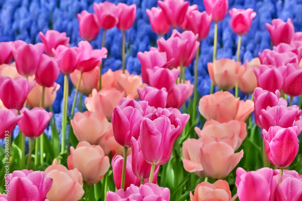 Obraz premium 美しいチューリップの花