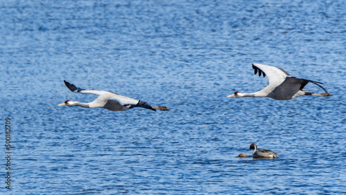 cranes (grus grus) flying over the swedish lake hornborgasjön in april