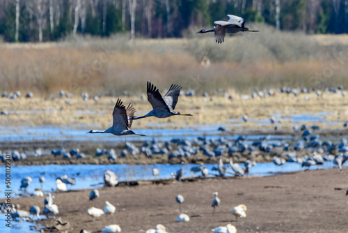 cranes (grus grus) flying over the swedish lake hornborgasjön in april photo