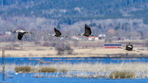 cranes cranes (grus grus) flying over the swedish lake hornborgasjön in april photo