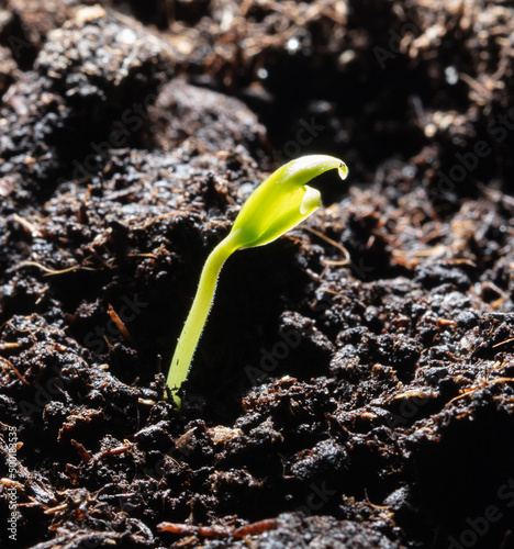 A small sprout of bell pepper sprouts in the ground.