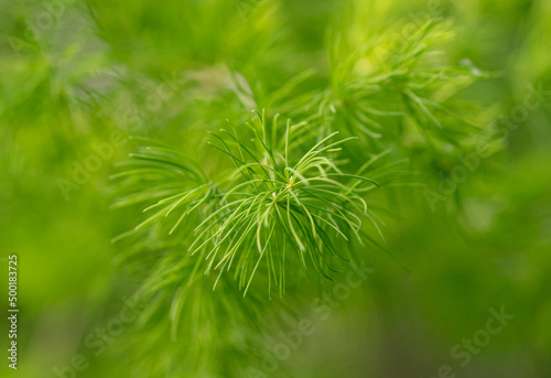 Green branches of a coniferous tree on nature.