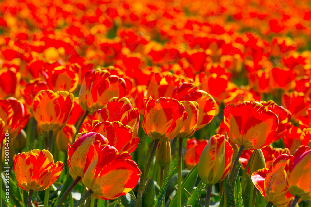 Colorful flowers in an agricultural field in sunlight in springtime, Noordoostpolder, Flevoland, The Netherlands, April 20, 2022 Colorful flowers in an agricultural field in sunlight in springtime, Noordoostpolder, Flevoland, The Netherlands, April 20, 2022