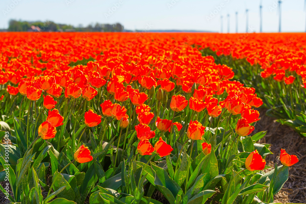 Colorful flowers in an agricultural field in sunlight in springtime, Noordoostpolder, Flevoland, The Netherlands, April 20, 2022