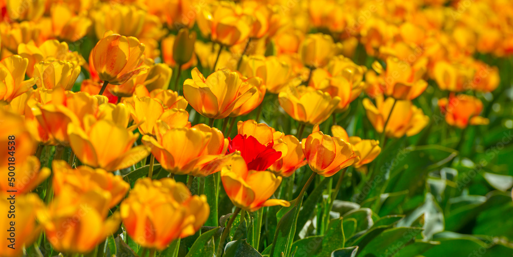 Colorful flowers in an agricultural field in sunlight in springtime, Noordoostpolder, Flevoland, The Netherlands, April 20, 2022 Colorful flowers in an agricultural field in sunlight in springtime, Noordoostpolder, Flevoland, The Netherlands, April 20, 2022