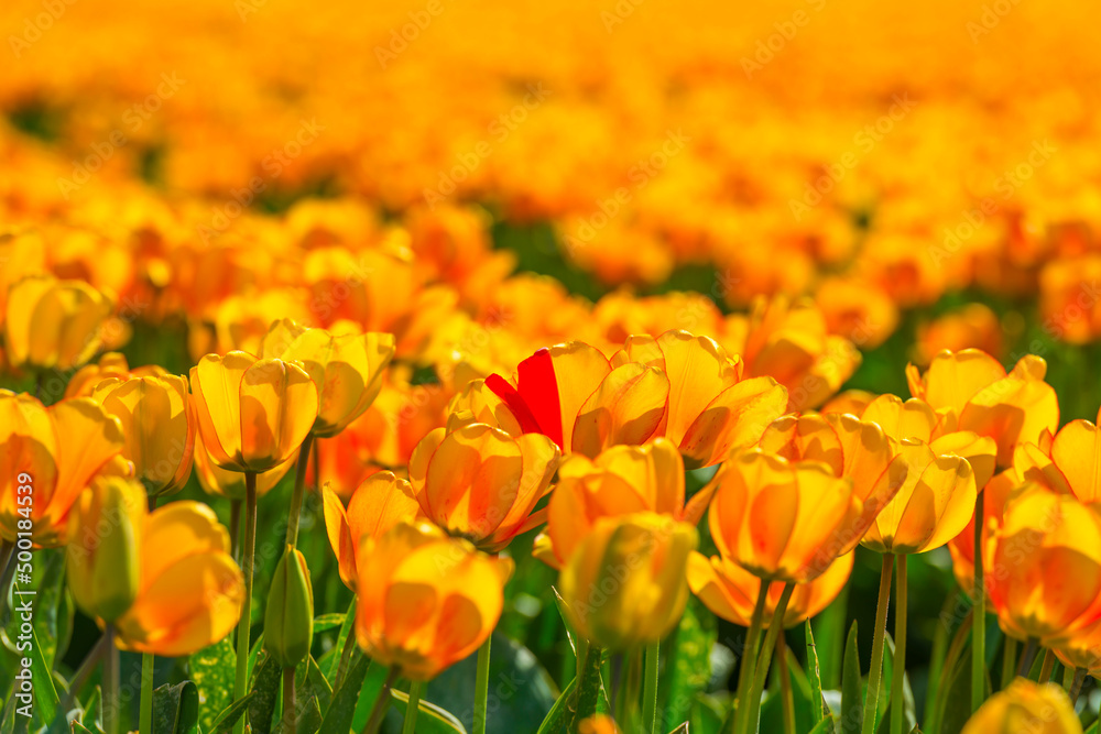 Colorful flowers in an agricultural field in sunlight in springtime, Noordoostpolder, Flevoland, The Netherlands, April 20, 2022 Colorful flowers in an agricultural field in sunlight in springtime, Noordoostpolder, Flevoland, The Netherlands, April 20, 2022