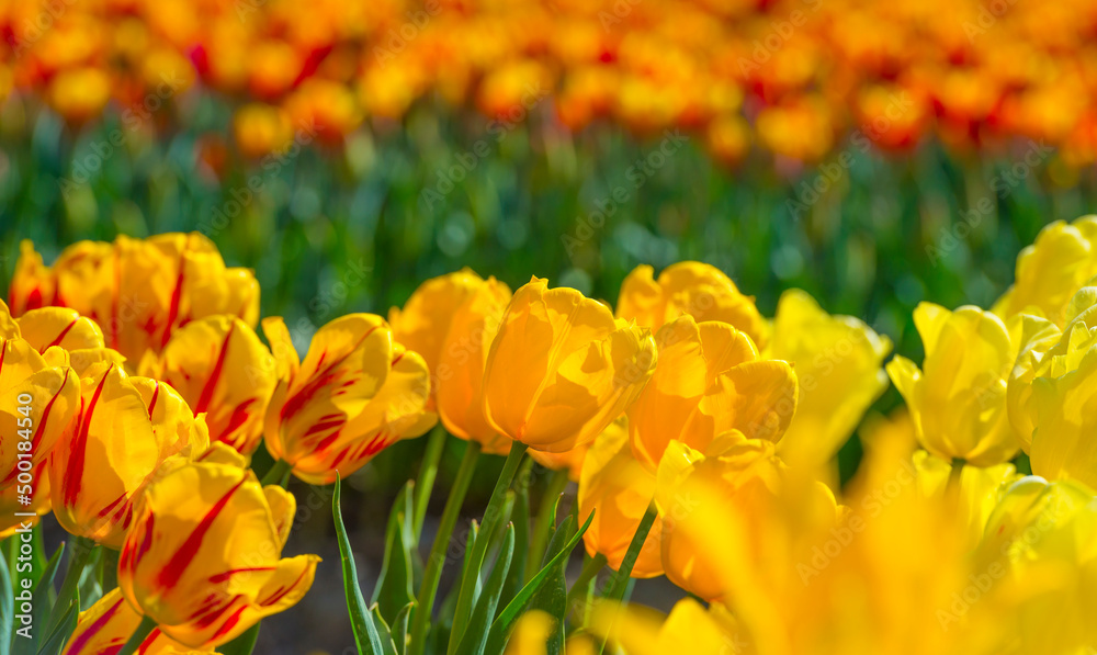 Obraz premium Colorful flowers in an agricultural field in sunlight in springtime, Noordoostpolder, Flevoland, The Netherlands, April 20, 2022