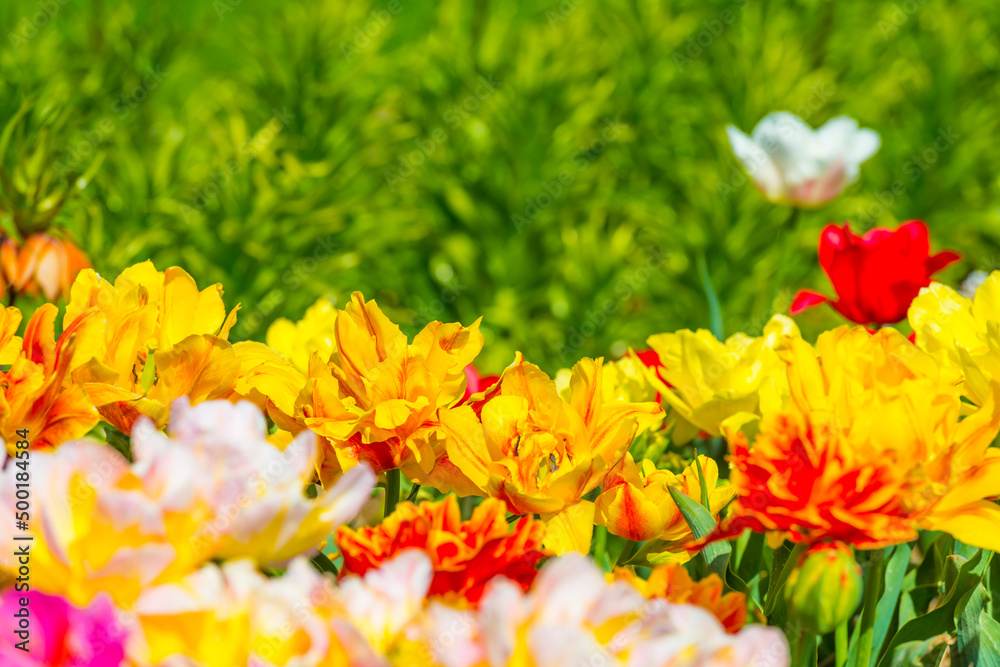 Fototapeta premium Colorful flowers in an agricultural field in sunlight in springtime, Noordoostpolder, Flevoland, The Netherlands, April 20, 2022