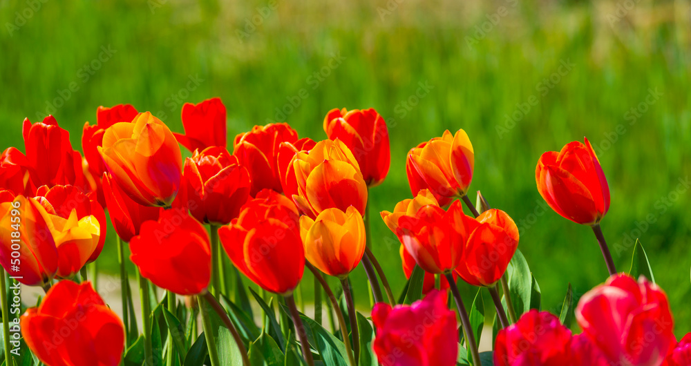 Colorful flowers in an agricultural field in sunlight in springtime, Noordoostpolder, Flevoland, The Netherlands, April 20, 2022 Colorful flowers in an agricultural field in sunlight in springtime, Noordoostpolder, Flevoland, The Netherlands, April 20, 2022