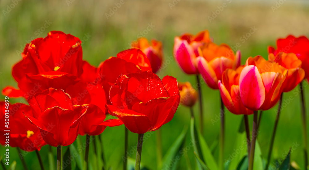 Colorful flowers in an agricultural field in sunlight in springtime, Noordoostpolder, Flevoland, The Netherlands, April 20, 2022 Colorful flowers in an agricultural field in sunlight in springtime, Noordoostpolder, Flevoland, The Netherlands, April 20, 2022