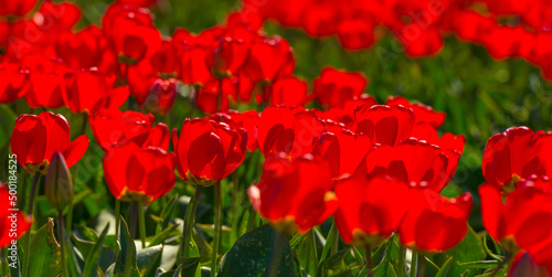 Fototapeta Naklejka Na Ścianę i Meble -  Colorful flowers in an agricultural field in sunlight in springtime, Noordoostpolder, Flevoland, The Netherlands, April 20, 2022