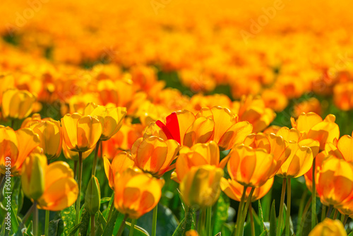 Colorful flowers in an agricultural field in sunlight in springtime  Noordoostpolder  Flevoland  The Netherlands  April 20  2022