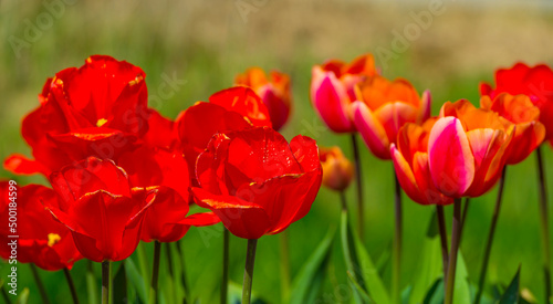 Colorful flowers in an agricultural field in sunlight in springtime, Noordoostpolder, Flevoland, The Netherlands, April 20, 2022 © Naj