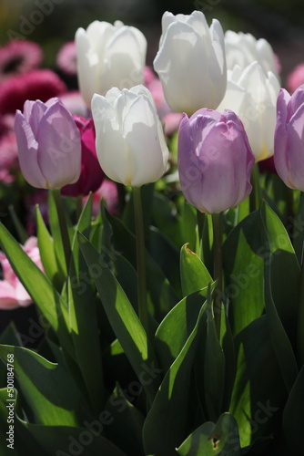 White and purple tulips at a garden