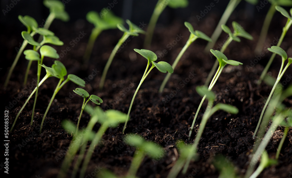 Small green sprouts of seedlings in the ground Small green sprouts of seedlings in the ground