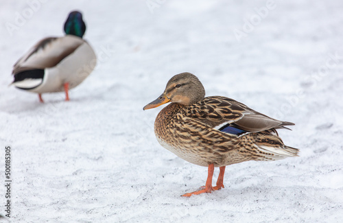 Portrait of a duck in the snow