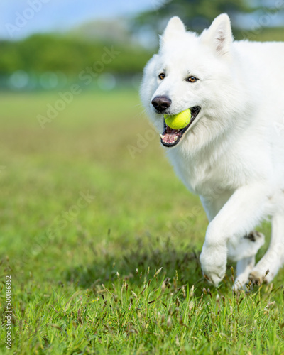 Cane Bianco Corre Con Pallina Gialla