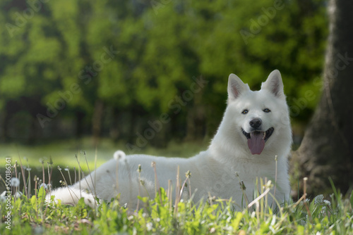 Ritratto di Cane Pastore Svizzero Bianco Rilassato e Felice nel Bosco