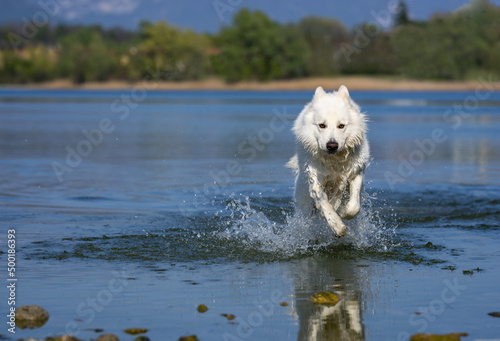 Cane Pastore Svizzero Bianco corre sull'acqua