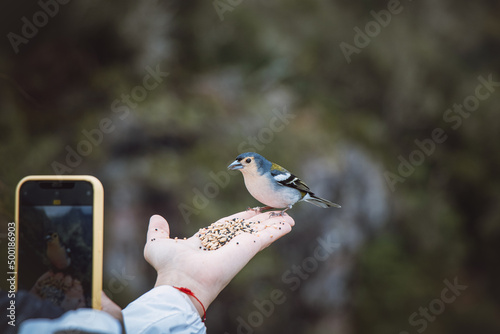 Rare Madeiran chaffinch flies onto a girl's hand to get some food crumbs, the woman captures this once-in-a-lifetime moment on her mobile phone. Levada dos Balcoes, Madeira, Portugal. photo
