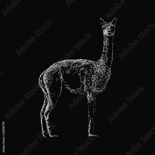 Vicuña hand drawing vector illustration isolated on black background