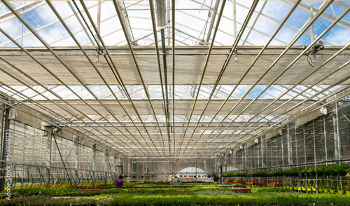 industrial greenhouse.Growing seedlings of flowers and greenery