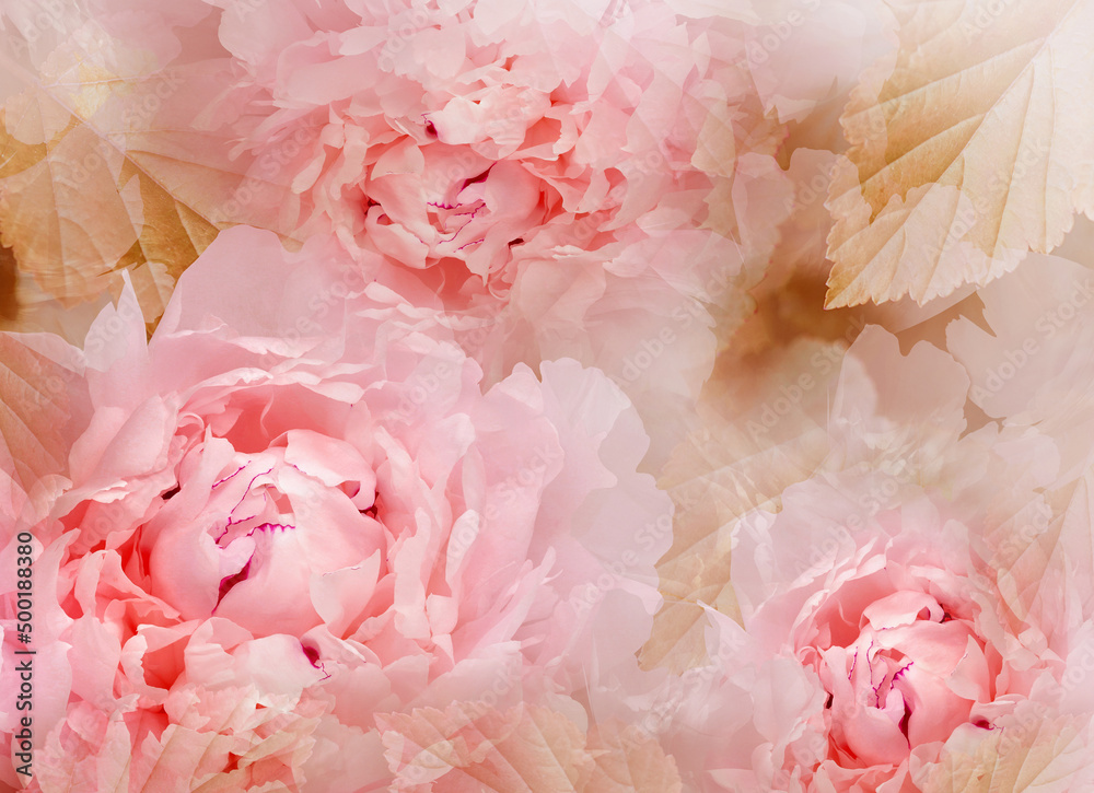 Flowers red peonies. Floral spring background. Petals peonies. Close-up. Nature. Flowers red peonies. Floral spring background. Petals peonies. Close-up. Nature.