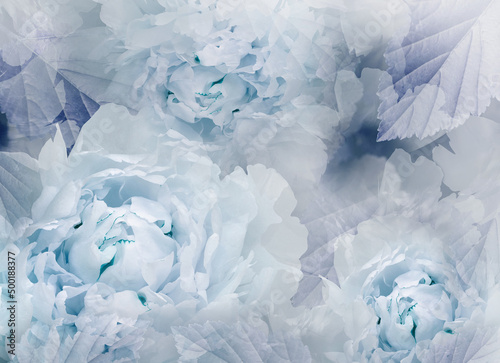Flowers blue peonies. Floral spring background. Petals peonies. . Close-up. Nature.