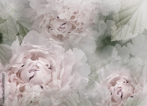 Fototapeta Naklejka Na Ścianę i Meble -  Flowers  light pink  peonies.   Floral spring background. Petals peonies.   Close-up. Nature.