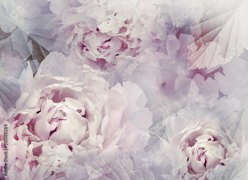 Fototapeta Naklejka Na Ścianę i Meble -  Flowers  peonies.   Floral spring background. Petals peonies. . Close-up. Nature.