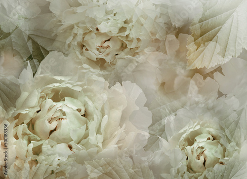 Flowers  green  peonies.   Floral spring background. Petals peonies.    Close-up. Nature. © nadezhda F