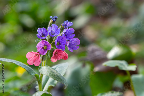 Pulmonaria officinalis, common names lungwort, common lungwort, Mary's tears or Our Lady's milk drops, is a herbaceous rhizomatous evergreen perennial plant of the genus Pulmonaria photo