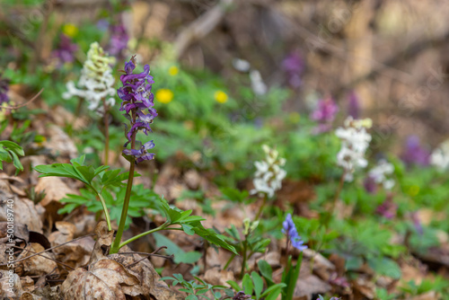 Hollow-root, Corydalis cava, blooming on the forest floor in a park during spring