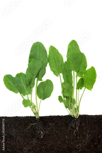 Fresh herbs healthy food seasoning and natural herbal plant medicine with recipe notebook and wooden spoons on rustic wood background. Top view, flat lay. photo