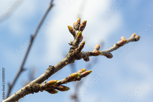 Fototapeta budding buds on a tree branch in early spring macro