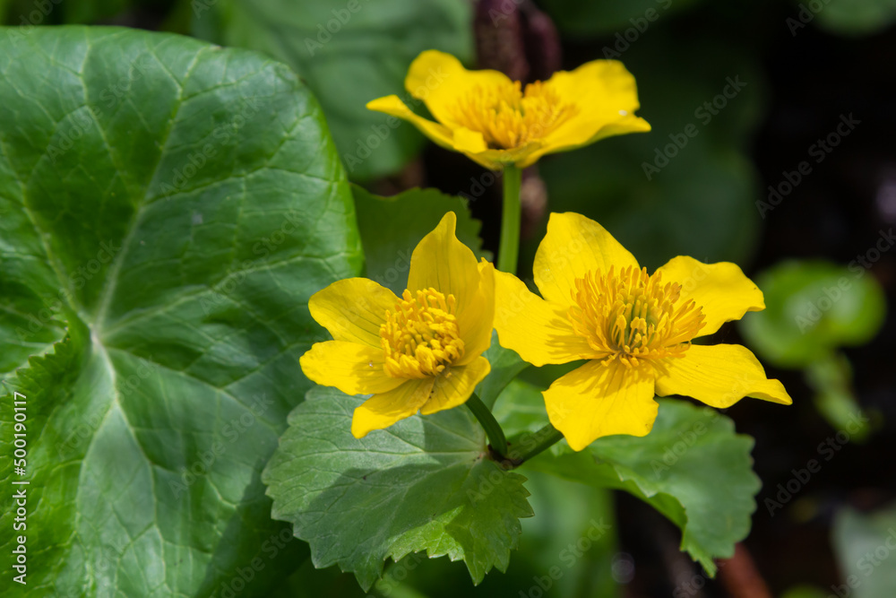 Marsh Marigold Caltha palustris yellow flowers against the backdrop of swamp pond water. Marsh flowers wild poisonous, Marigold Caltha used in homeopathy Marsh Marigold Caltha palustris yellow flowers against the backdrop of swamp pond water. Marsh flowers wild poisonous, Marigold Caltha used in homeopathy