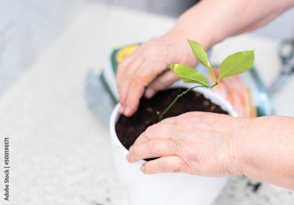 Hands of senior woman planting a lemon plant in white pot. Spring planting, ecological concept Hands of senior woman planting a lemon plant in white pot. Spring planting, ecological concept