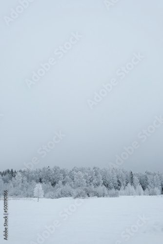 Minimalistic natural background. Rustic winter landscape. The coniferous and deciduous trees forest is strewn with snow on a frosty winter cloudy day.