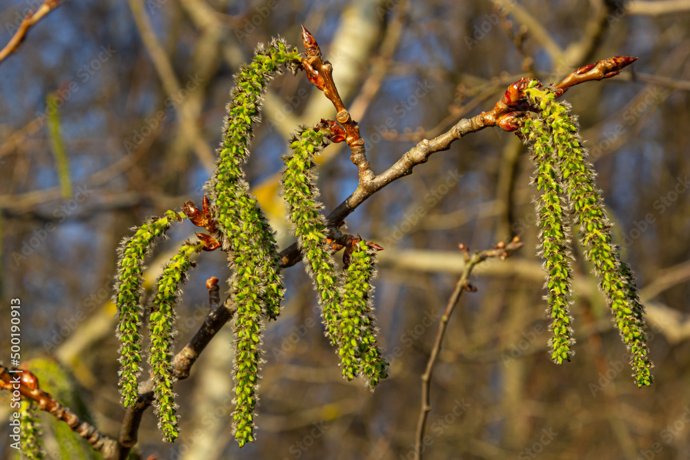 Naklejka premium Catkins poplar undiscovered in spring. Populus tremula, aspen is a species of poplar in the rays of the bright sun. Natural phorography