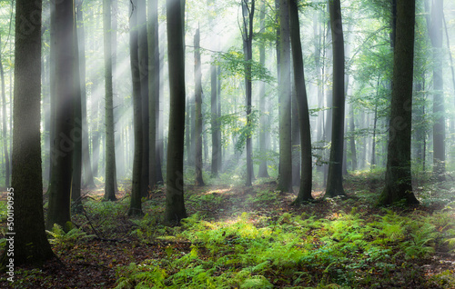 Beautiful morning in the forest © Piotr Krzeslak