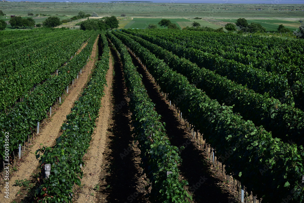 Weinberg mit vielen Reihen von Weinreben mit reifen Beeren im Spätsommer mit Sonne und Schatten, Leading Lines
