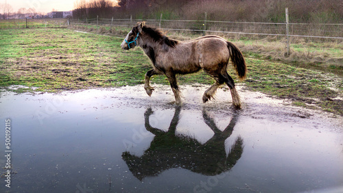 przyroda woda konie zwierzęta niebo 